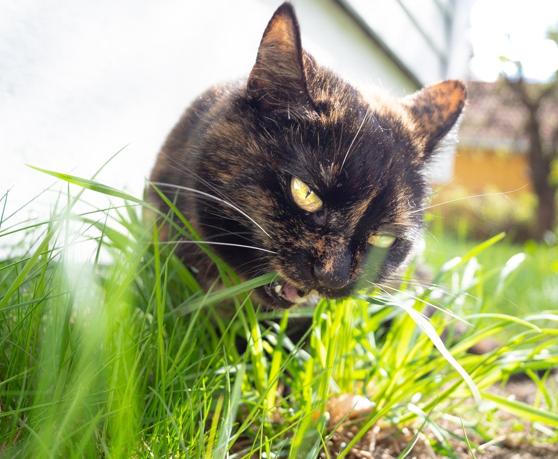 Cat Grass How To Grow It & Why Your Cat Will Like It