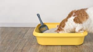 Cat sticking head into litter box