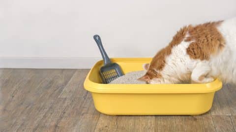Cat sticking head into litter box