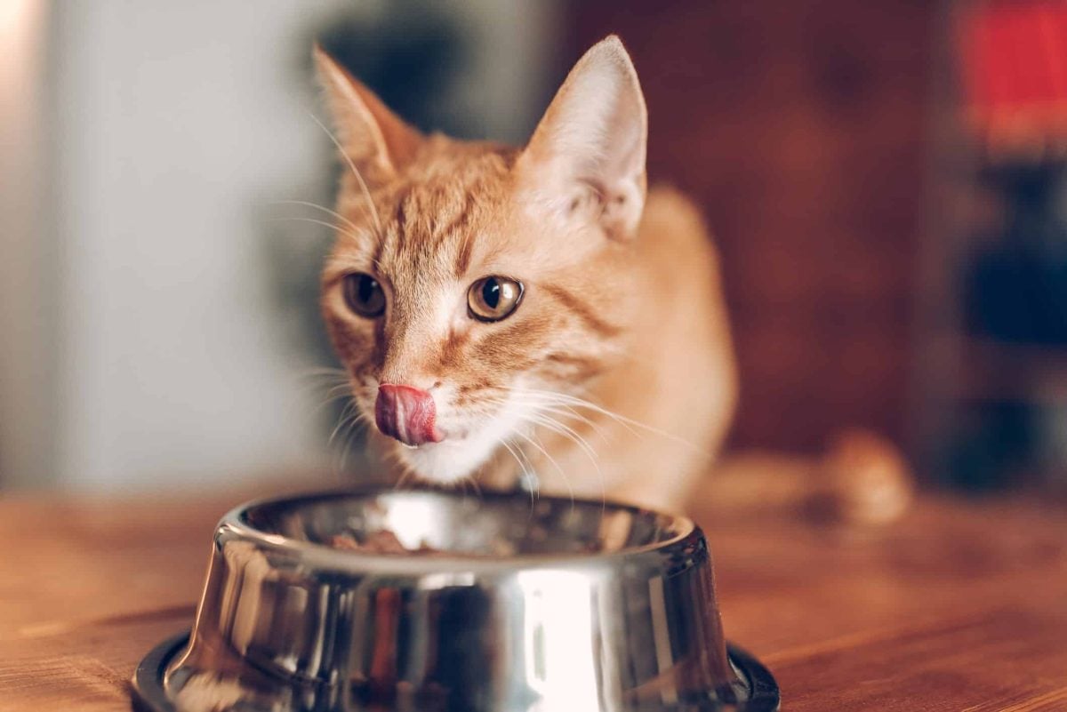 Why Your Cat Eats Too Fast What To Do About It