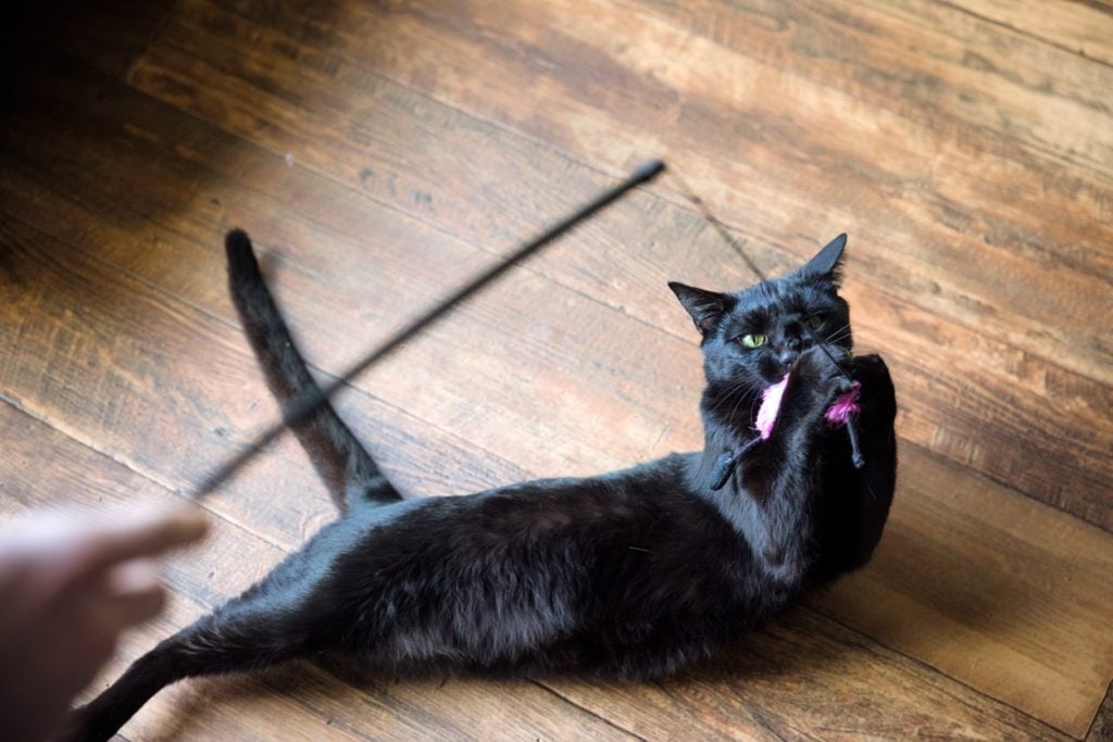 Aggressive cat playing with toys instead of attacking