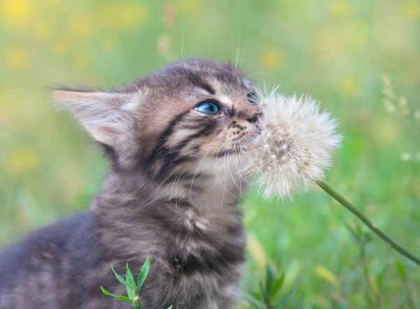 Little kitten sniffing dandelion