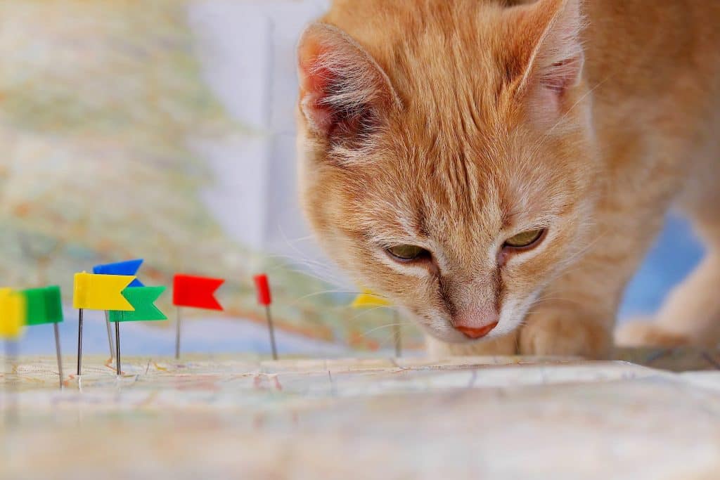 Eine orangefarbene Katze sieht sich eine Weltkarte an