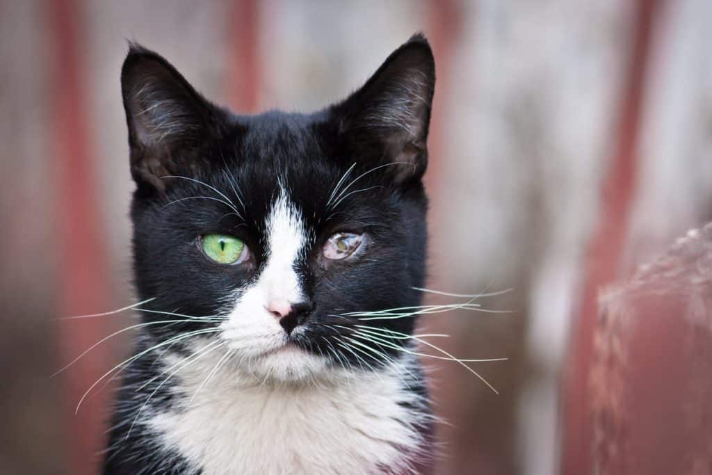 Gato blanco y negro con una enfermedad en los ojos