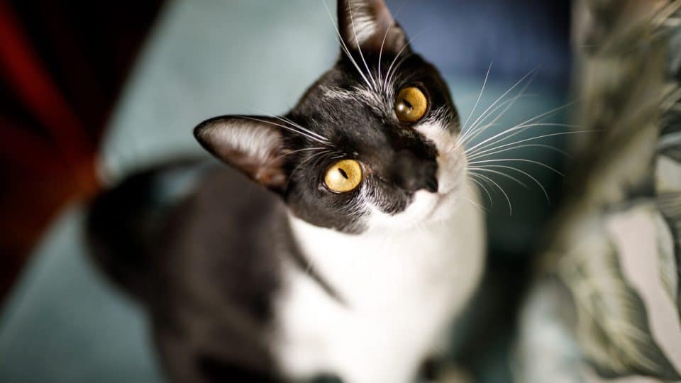 Black and white cat with narrow pupils looks up