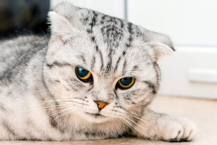 Scottish Fold cat with dilated pupils lying down