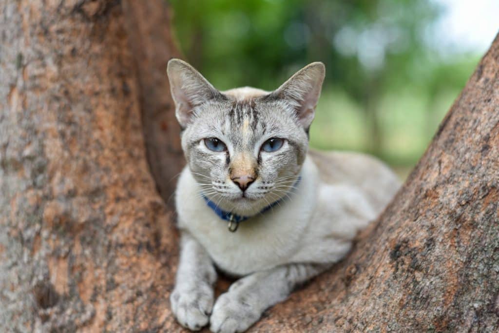 Cat in branch of tree staring out