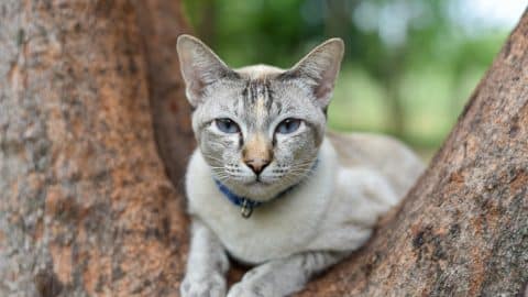 Cat in branch of tree staring out