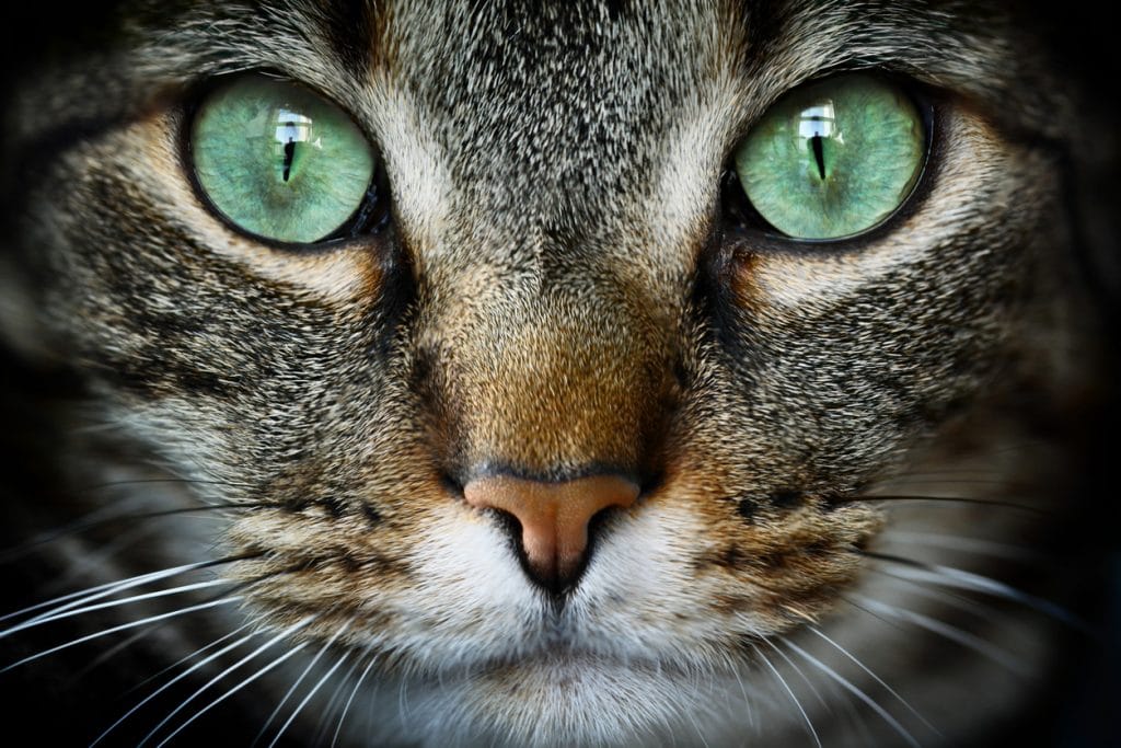 Primer plano de los ojos verdes, la nariz y la boca de un gato