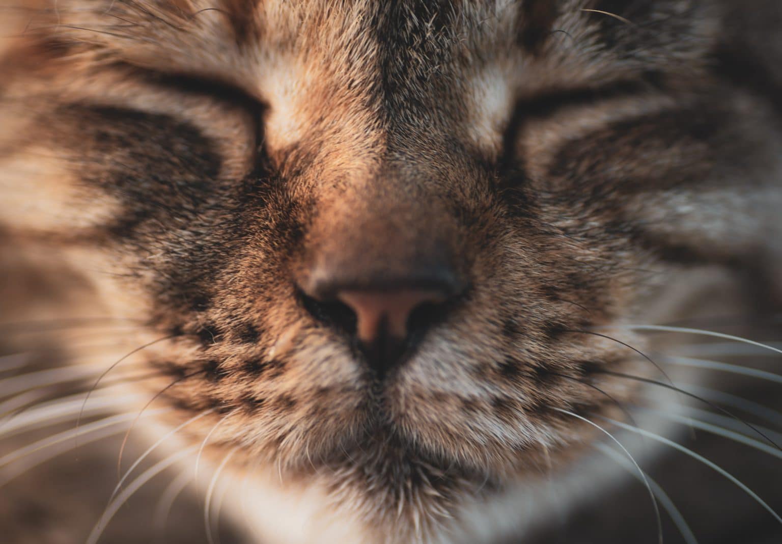 Wie weit können Katzen riechen? Die geheime Superkraft der Katzennase