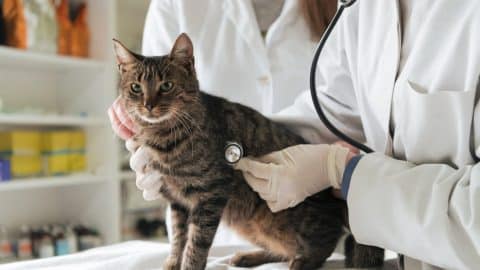 Cat getting first aid from a vet