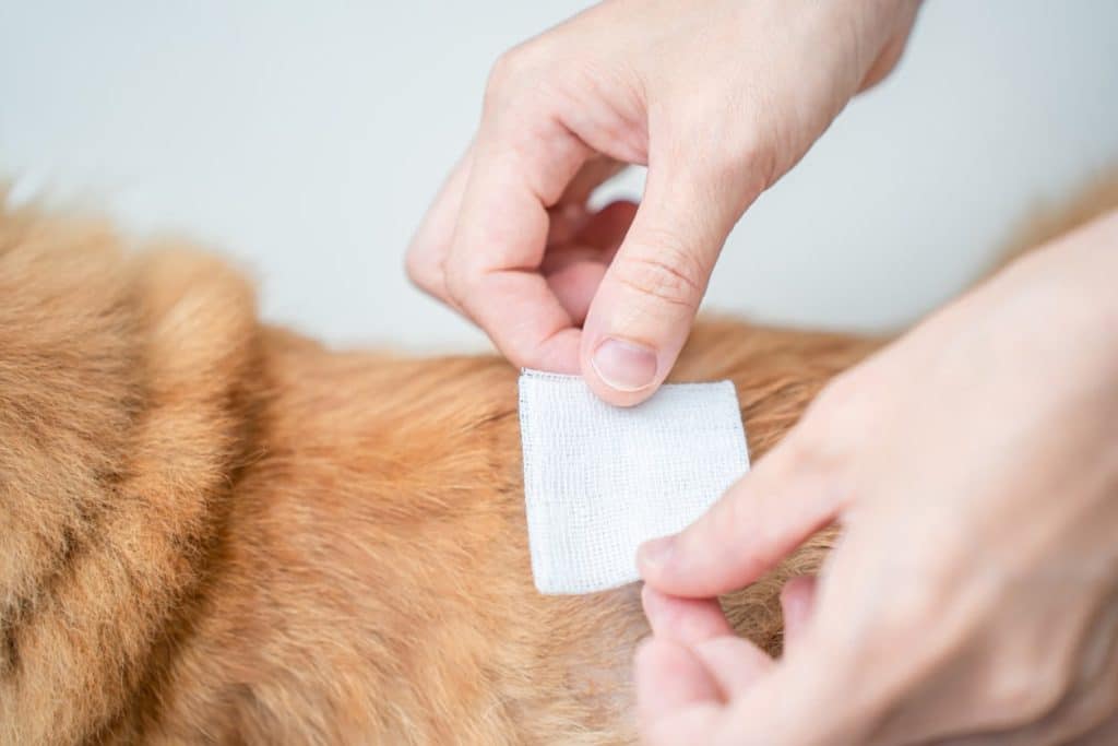 Owner giving their cat first aid
