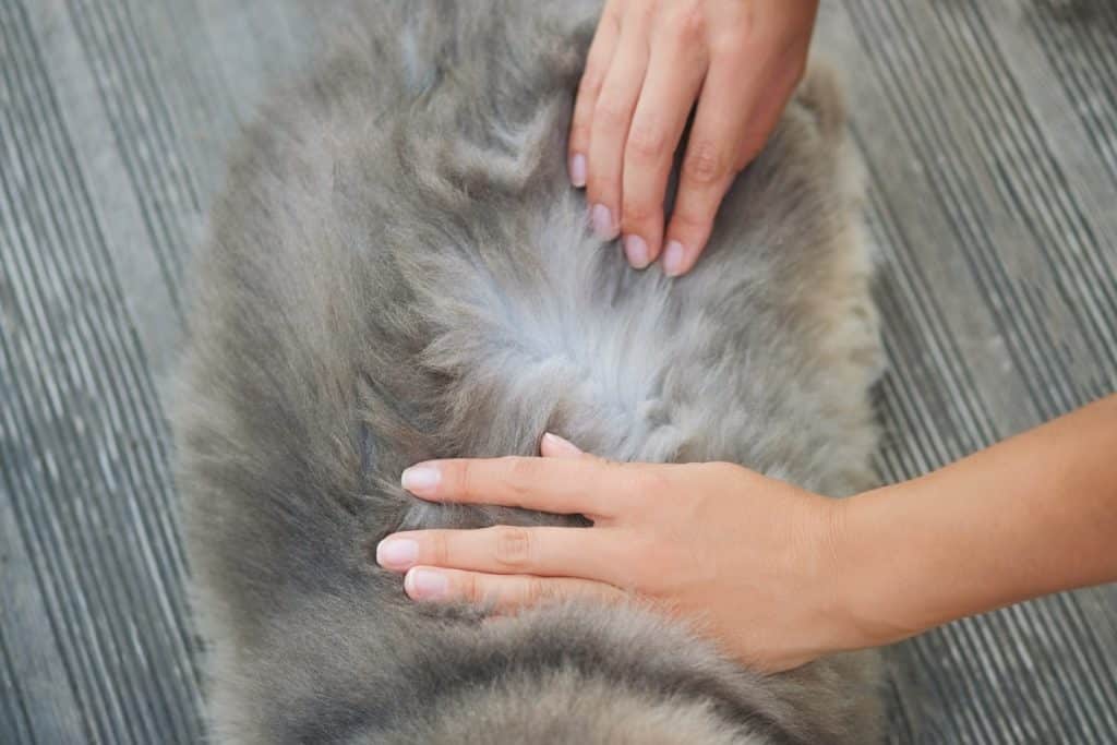 Woman giving their cat flea medication to prevent white worms