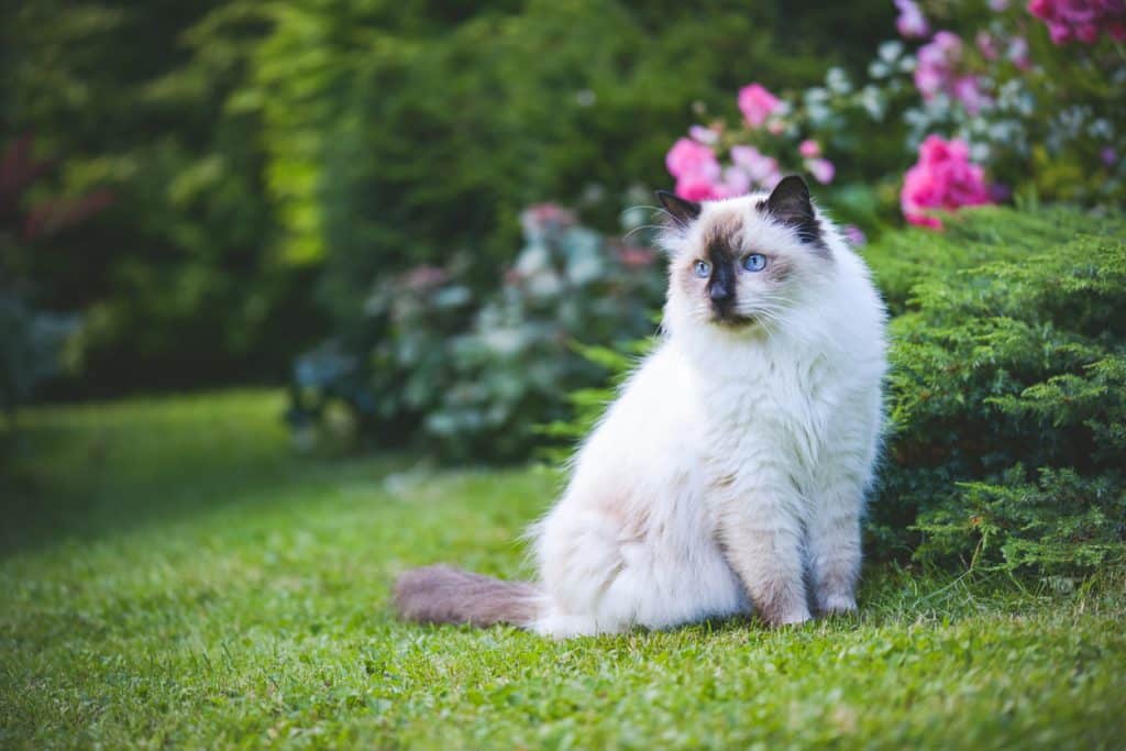 Schöne Neva-Masquarade-Katze sitzt auf einem Rasen im Garten