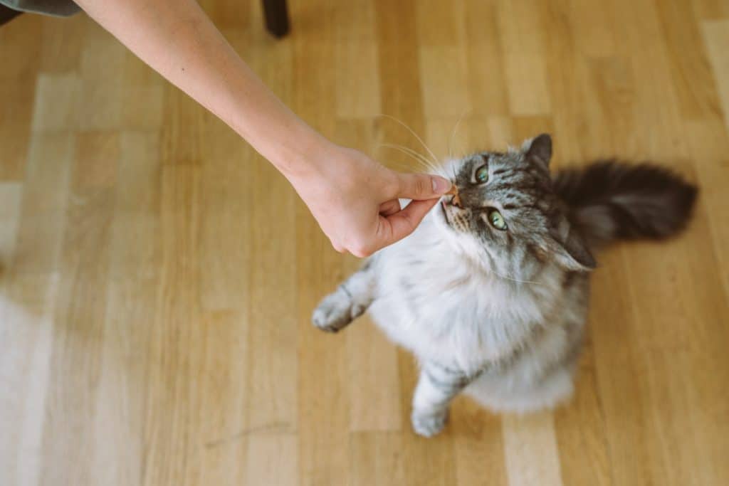 A cat getting a treat after recognizing their name
