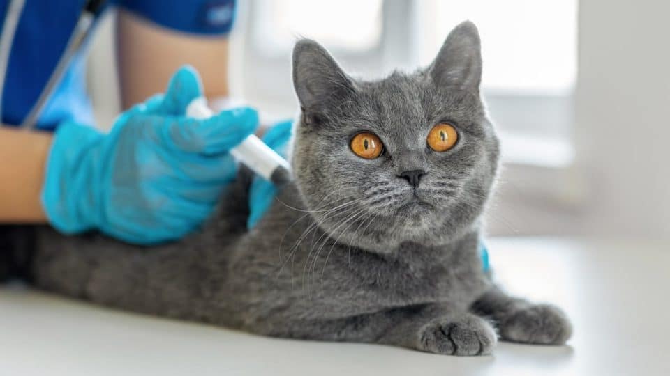A grey cat getting vaccinated at the vet