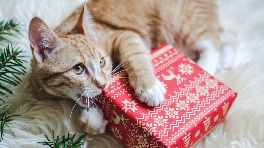 ginger kitten nibbling on red and white giftwrapped box