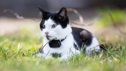 Black and white cat with a GPS collar sitting outdoors