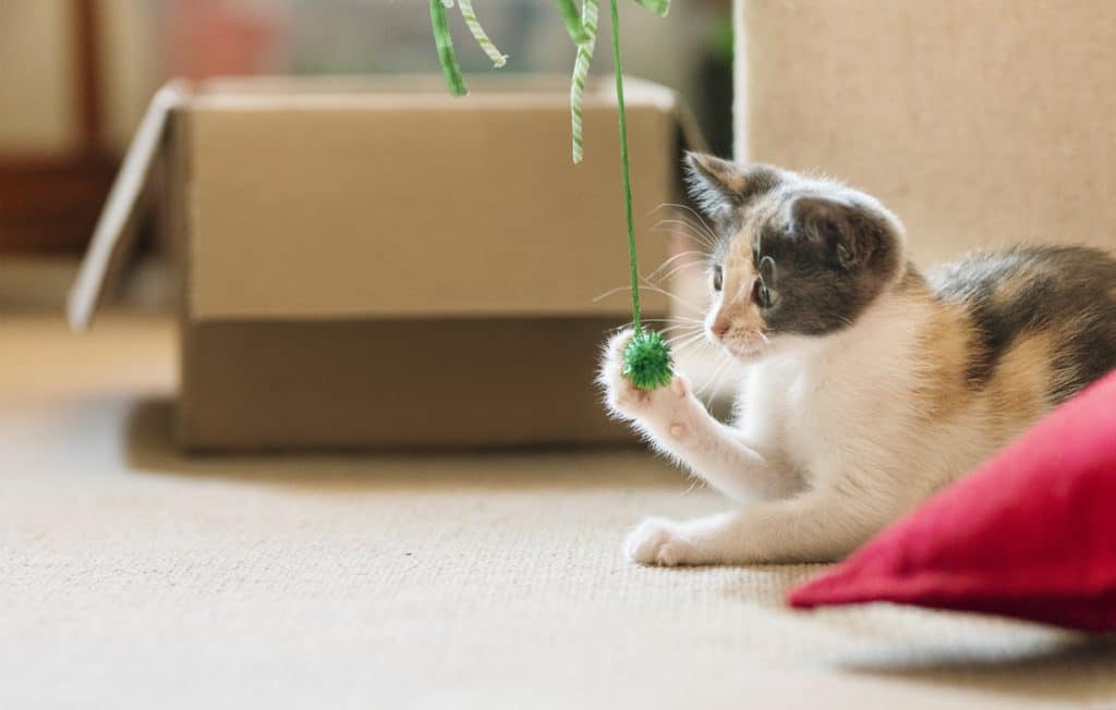 Adorable little adopted kitten playing with a toy on the living room floor of his new forever home