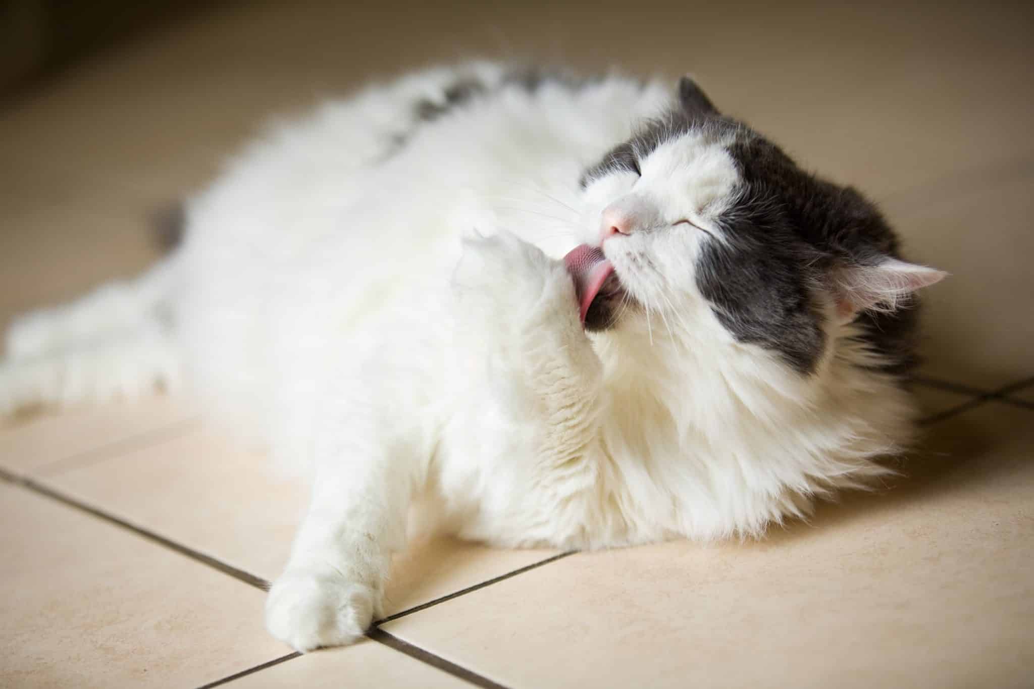 Why Does My Cat Lick Me? 8 Reasons Your Cat Loves To Lick You