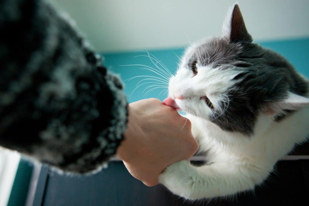 A cat grooming your hand