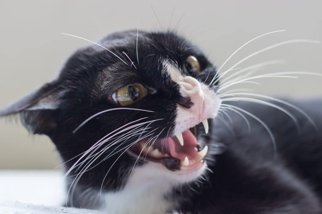 Gato blanco y negro gruñendo con las orejas aplanadas