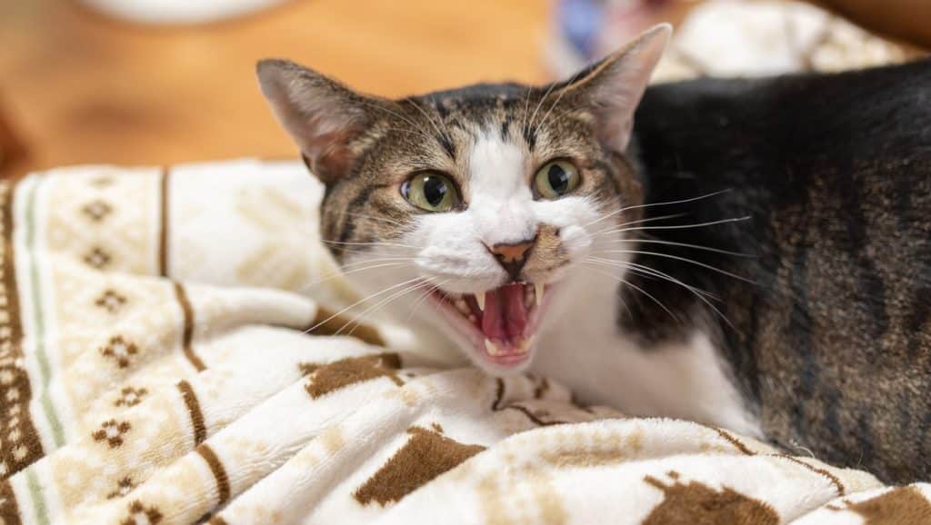 An angry cat growling