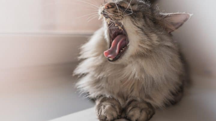 Image showcasing Halitosis in Cats: Signs, Causes, and Treatments for Bad Breath