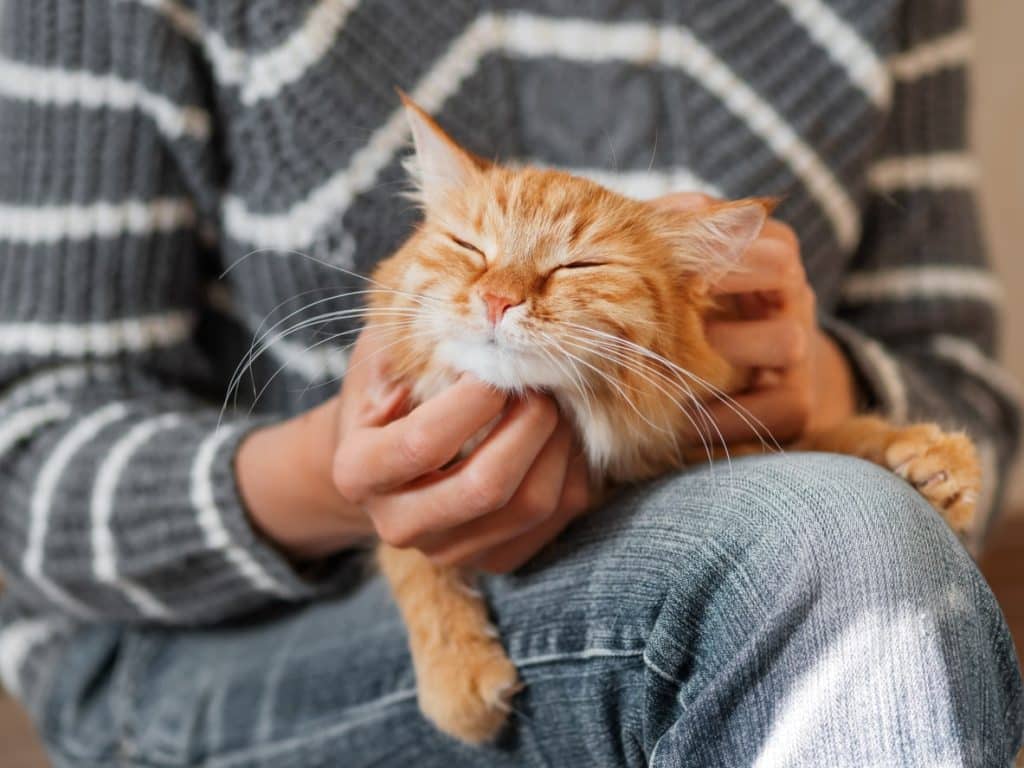 A happy orange cat on pet parent's lap