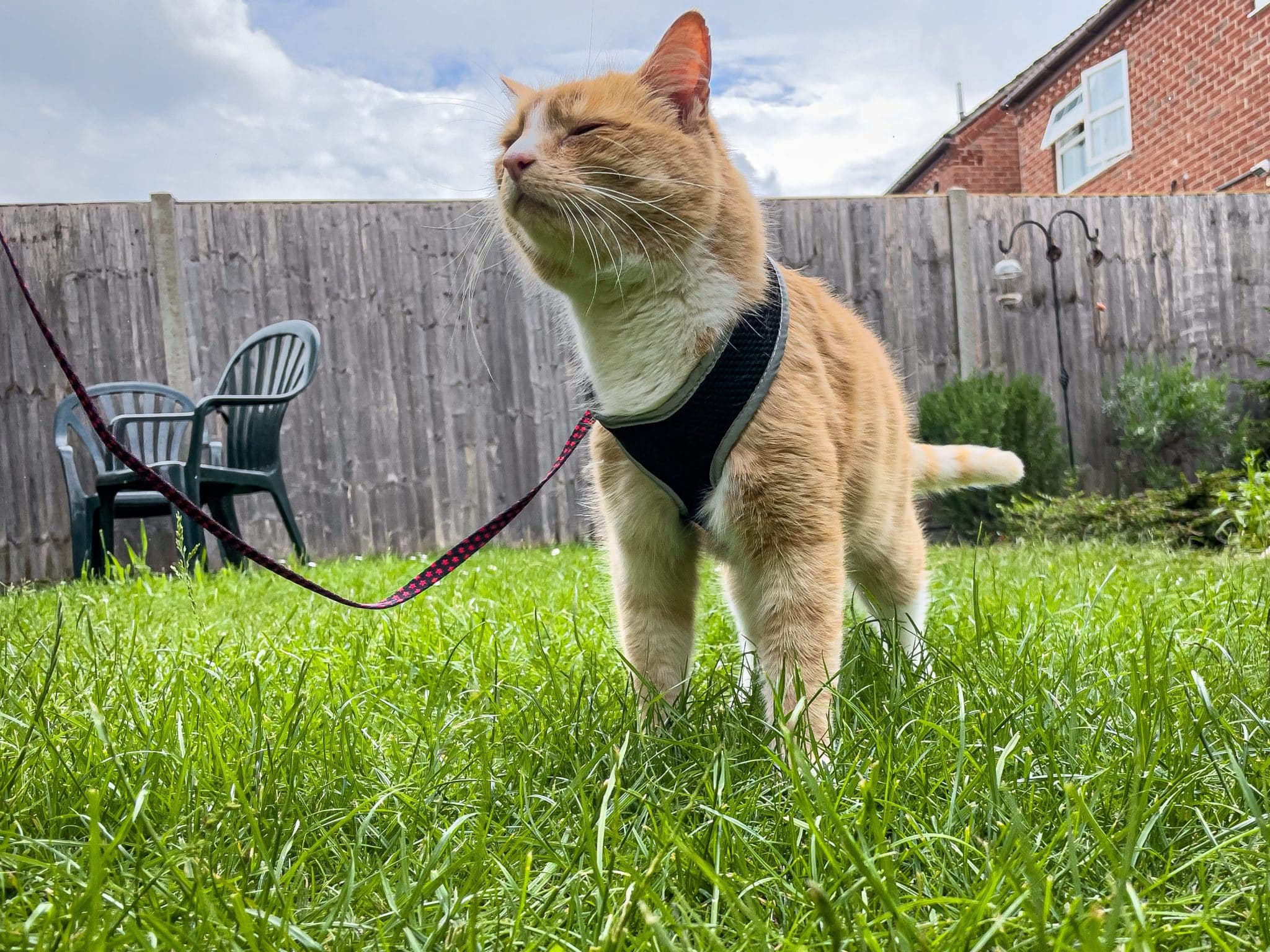 How to Put A Harness On A Cat (& Tell If They Like It)