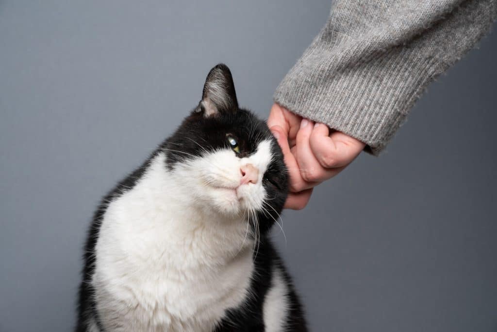 Cat asking for head scratches 