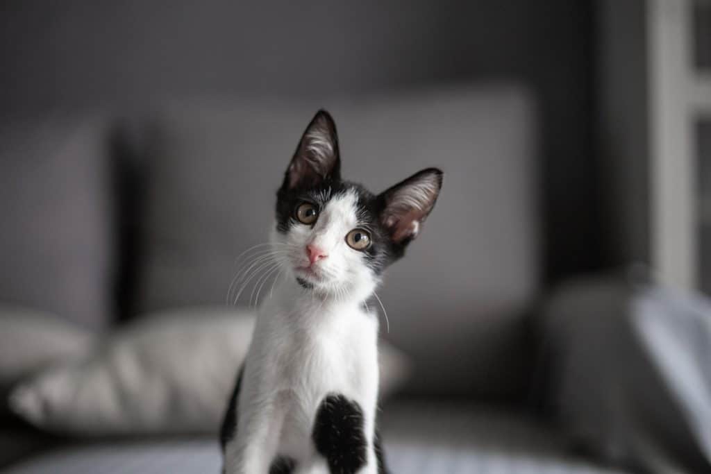 Gato de color blanco y negro mirando con curiosidad a la cámara.