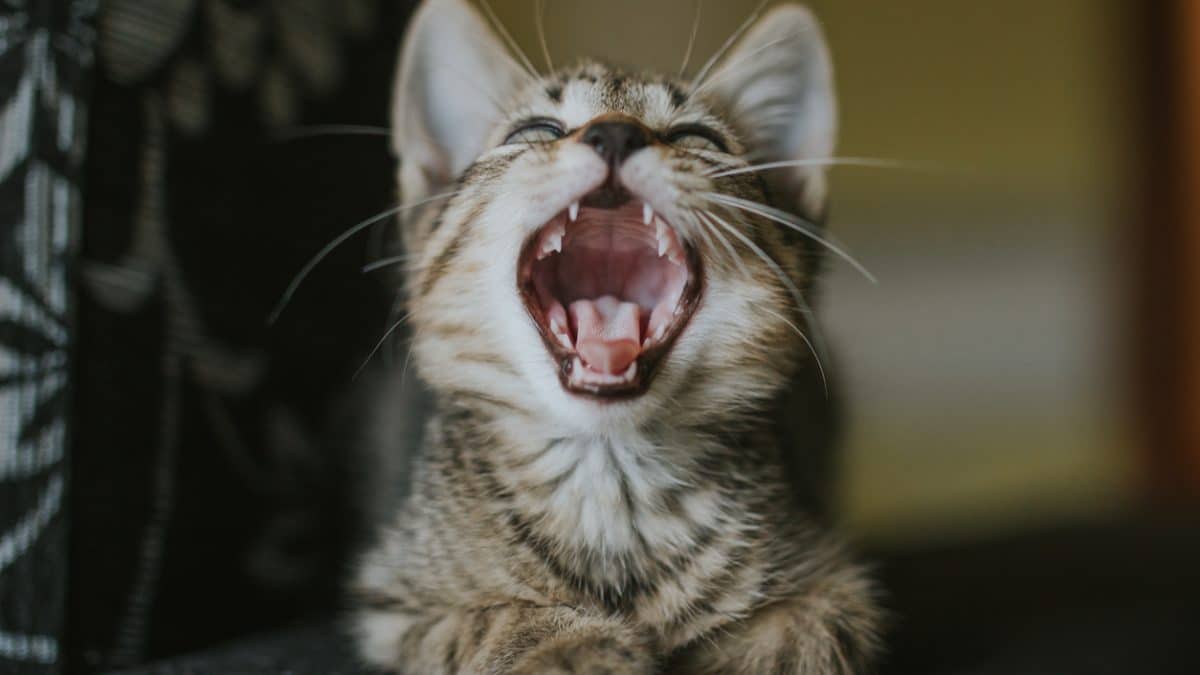 Warum knirscht meine Katze mit den Zähnen?