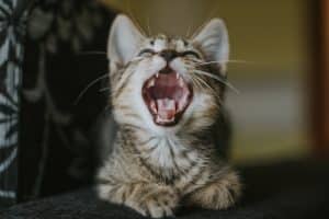 Little cute sleepy domestic cat sitting on a couch and yawning