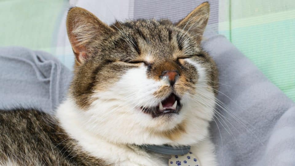 Cat with heartworms coughing and wheezing