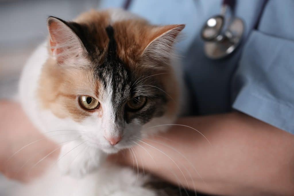 A vet examining a cat with heartworm disease. 