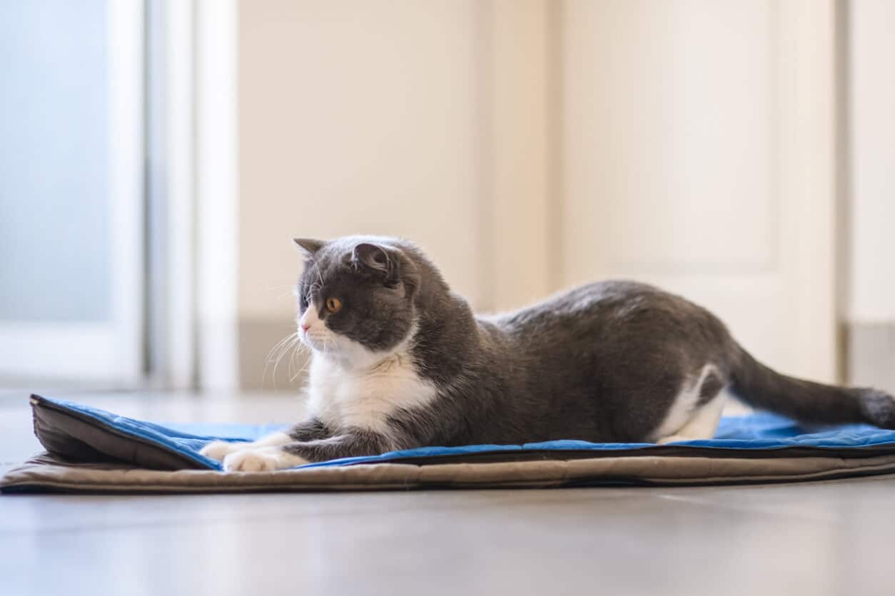 Chat gris et blanc assis sur un matelas rafraîchissant