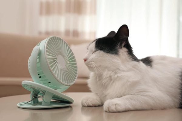 Chat couché devant un ventilateur