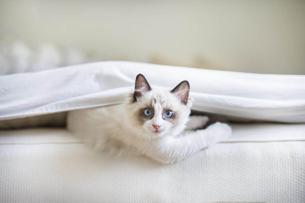 Un adorable gatito Ragdoll en el dormitorio, metido entre las sábanas. El pequeño gato de ojos azules mira a la cámara con una mirada traviesa.