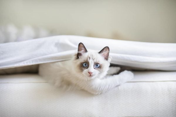 Ragdoll cat with blue eyes hiding under sheet