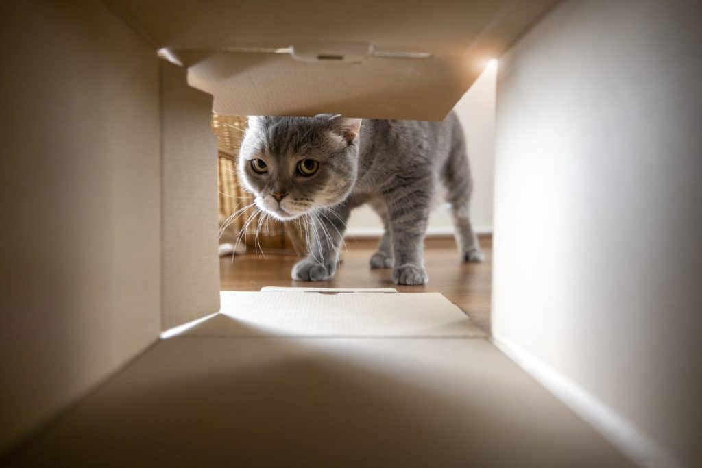 Cat looking curiously inside the cardboard box