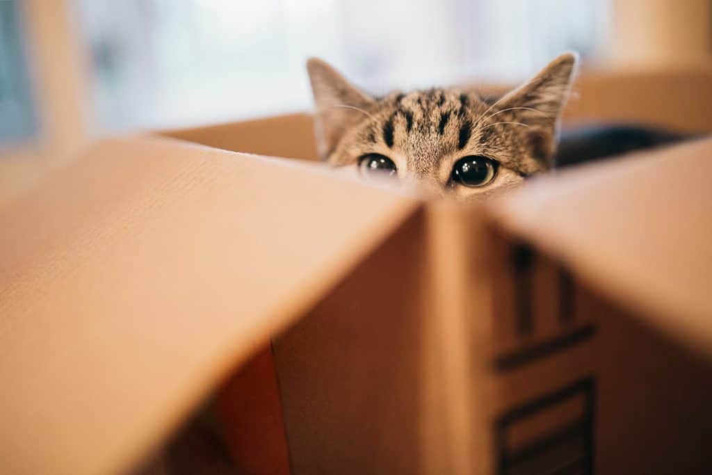 A cat hiding in a box and ready to play