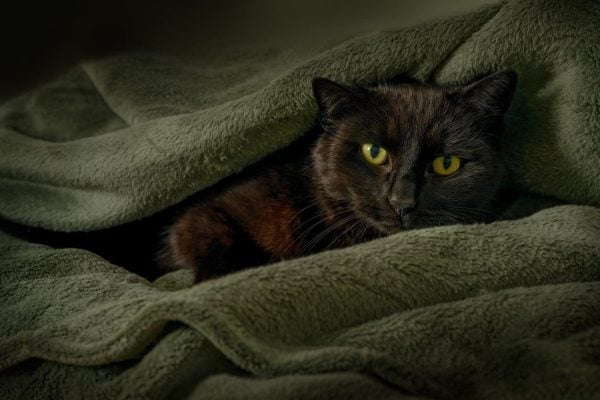Cat sleeping cuddled in blanket