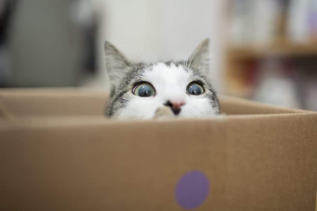 Mischievous cat hiding in a box