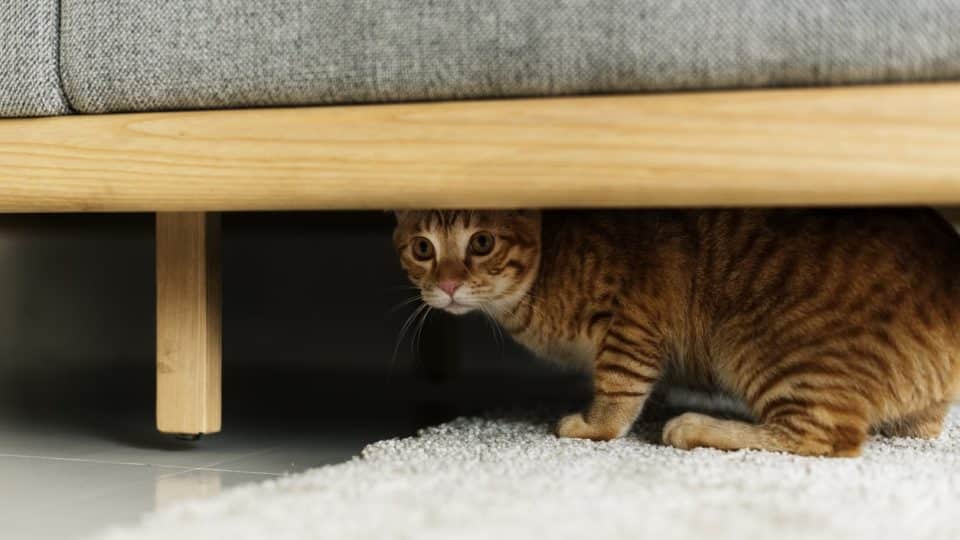 A cat hiding under a bed