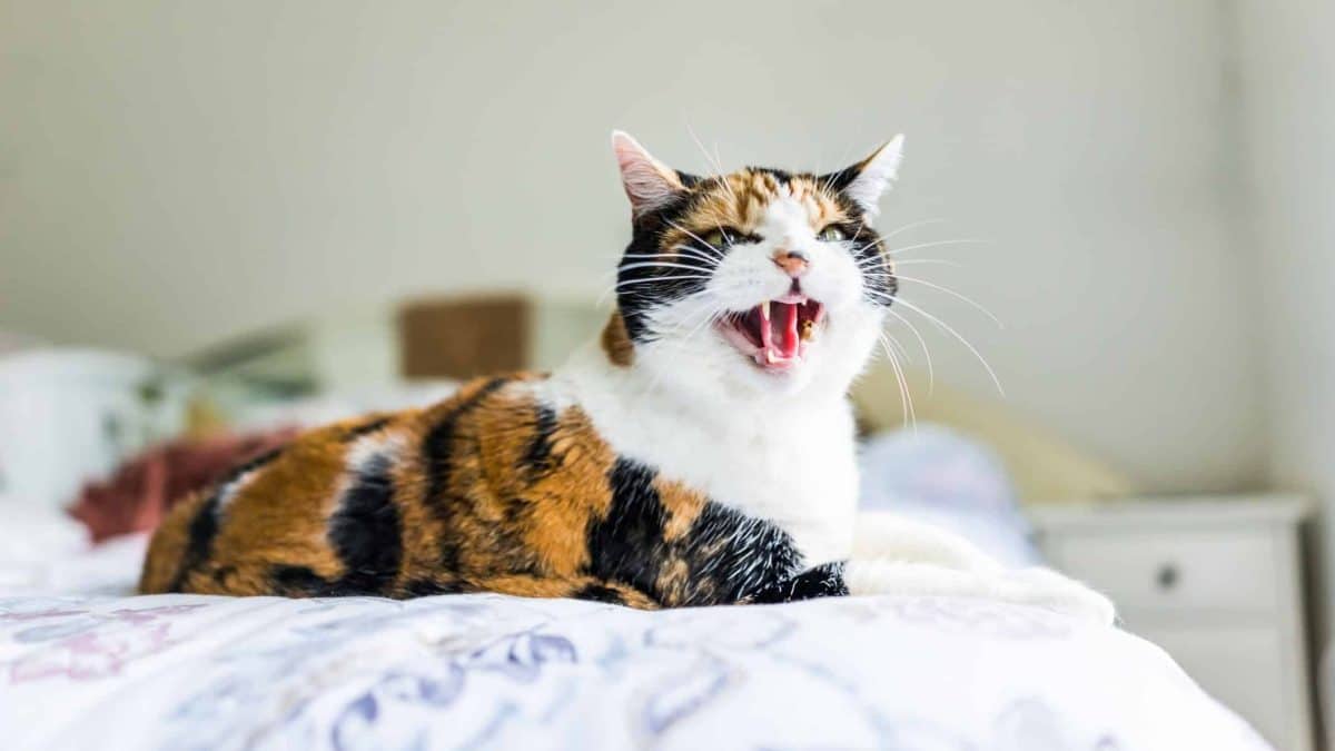 5 Reasons Why Cats Hiss & How To Stop The Behavior