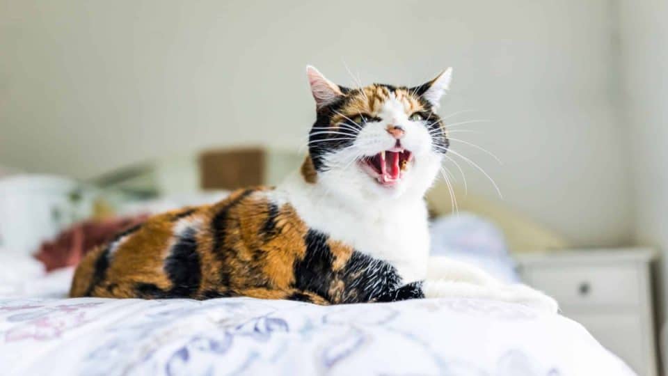 A calico cat hissing in bed