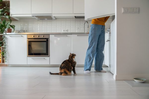 Cat begging in kitchen
