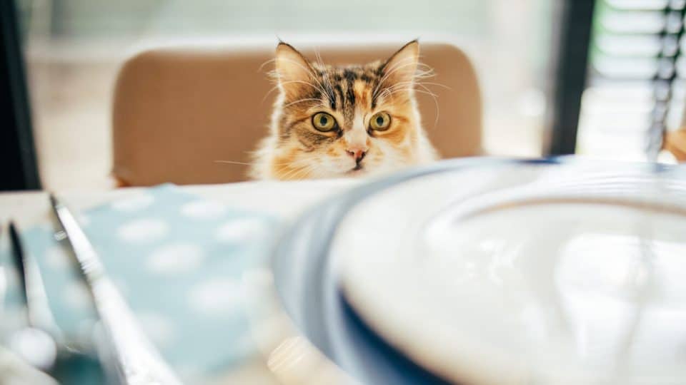 Cat sitting at table in front of empty plate