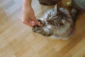 Giving cat a treat